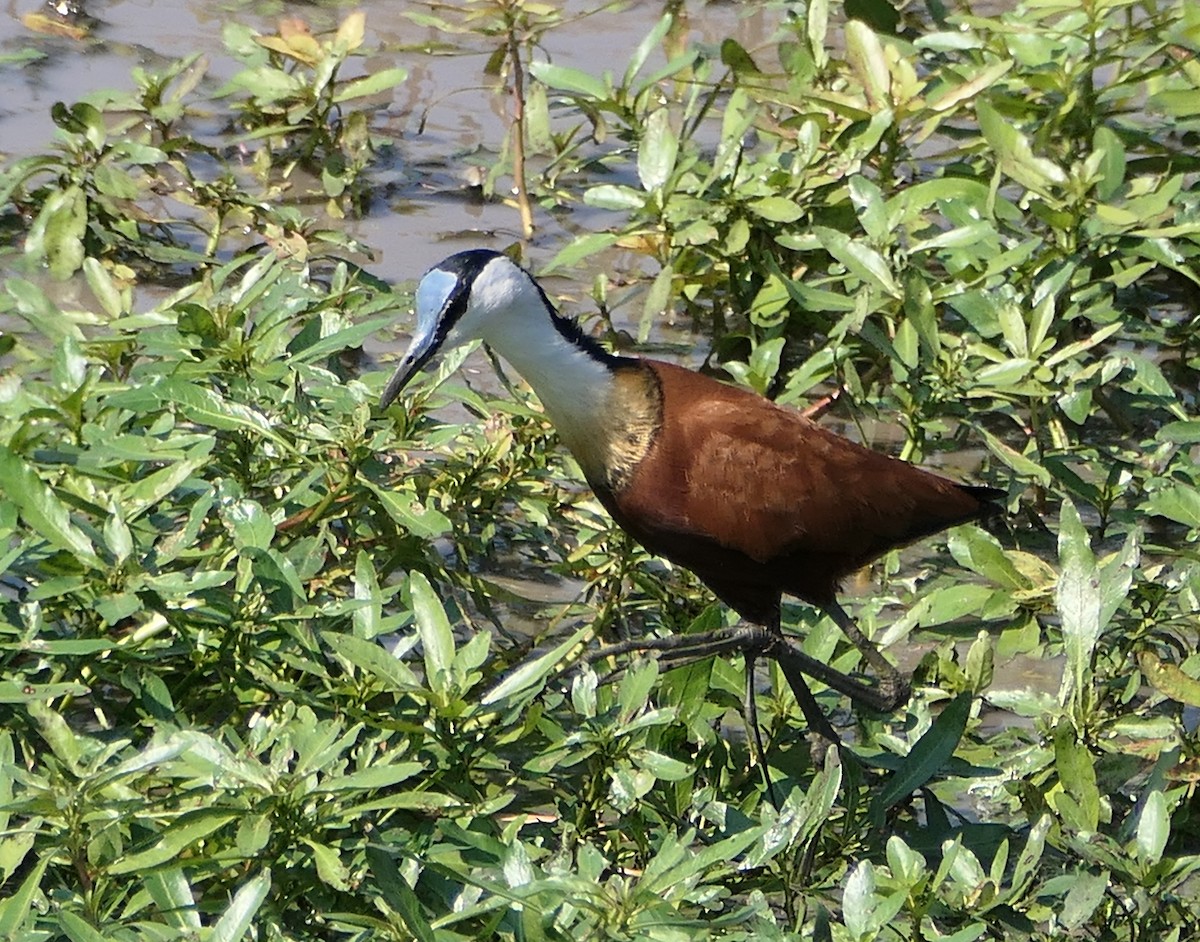 Jacana à poitrine dorée - ML609050678