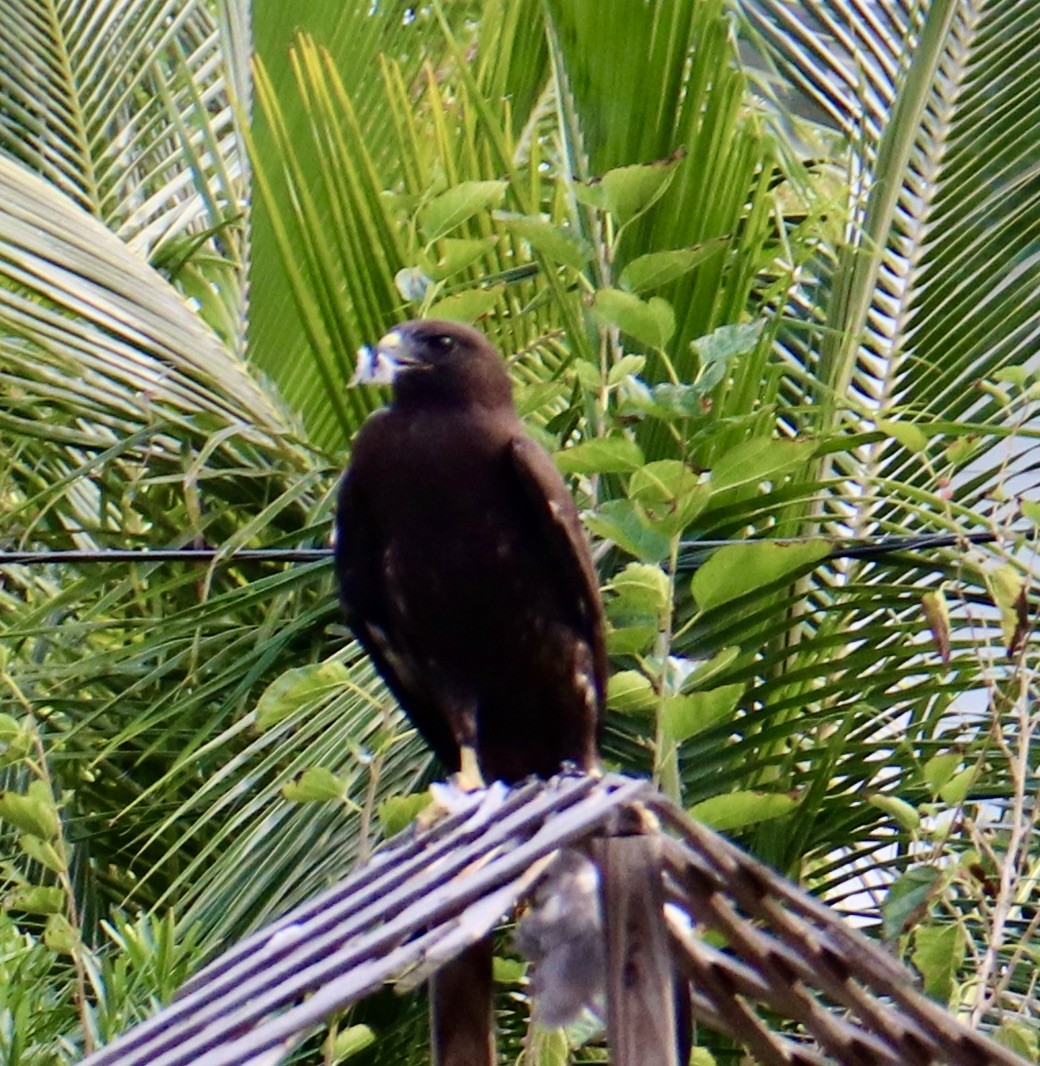 Short-tailed Hawk - ML609050886