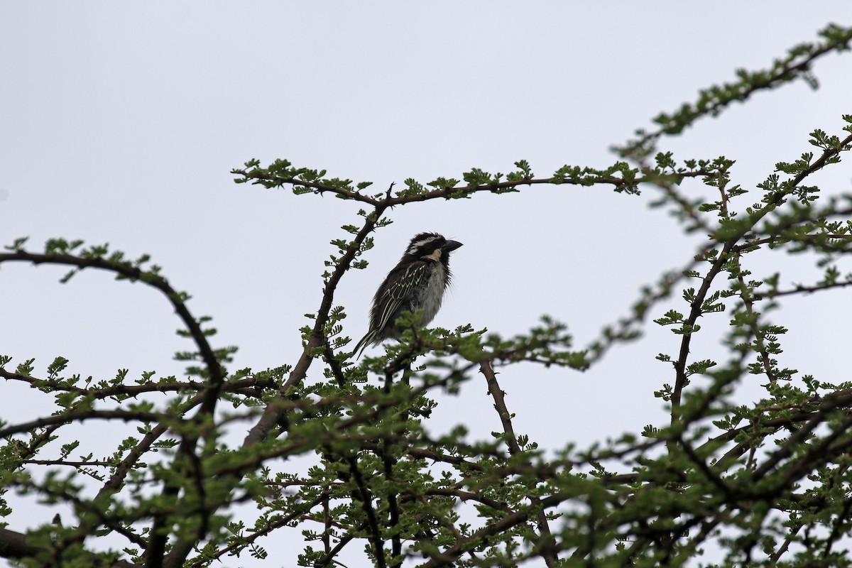 Schwarzkopf-Bartvogel - ML609050892