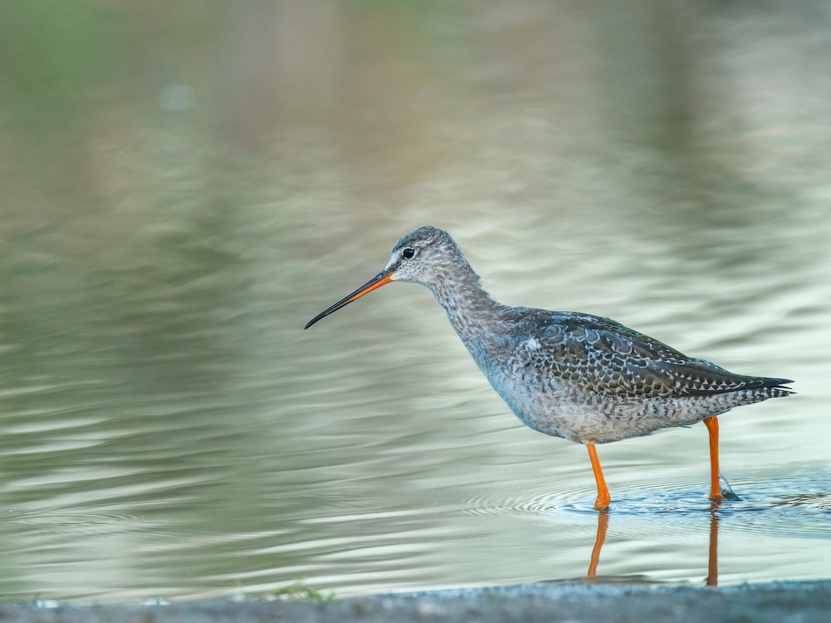 Spotted Redshank - ML609050920