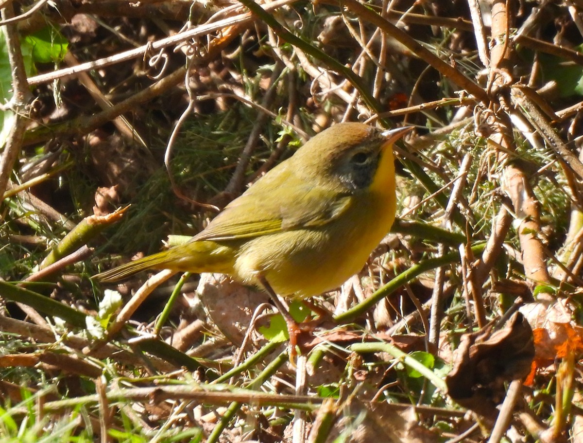 Common Yellowthroat - Jennifer Wilson-Pines