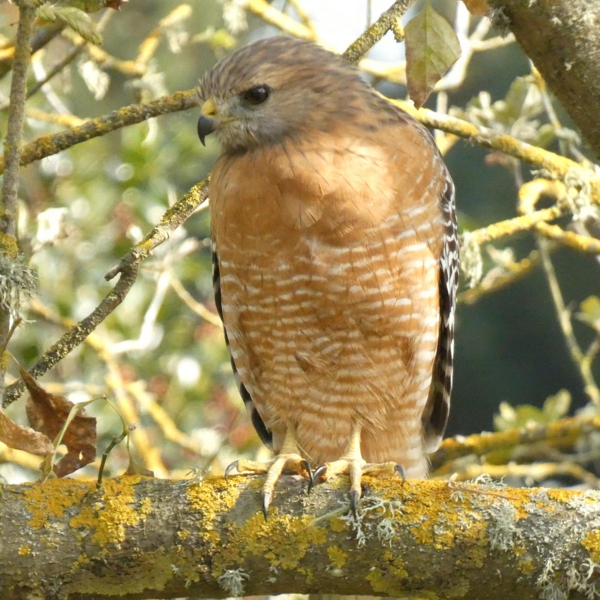 Red-shouldered Hawk - ML609051061