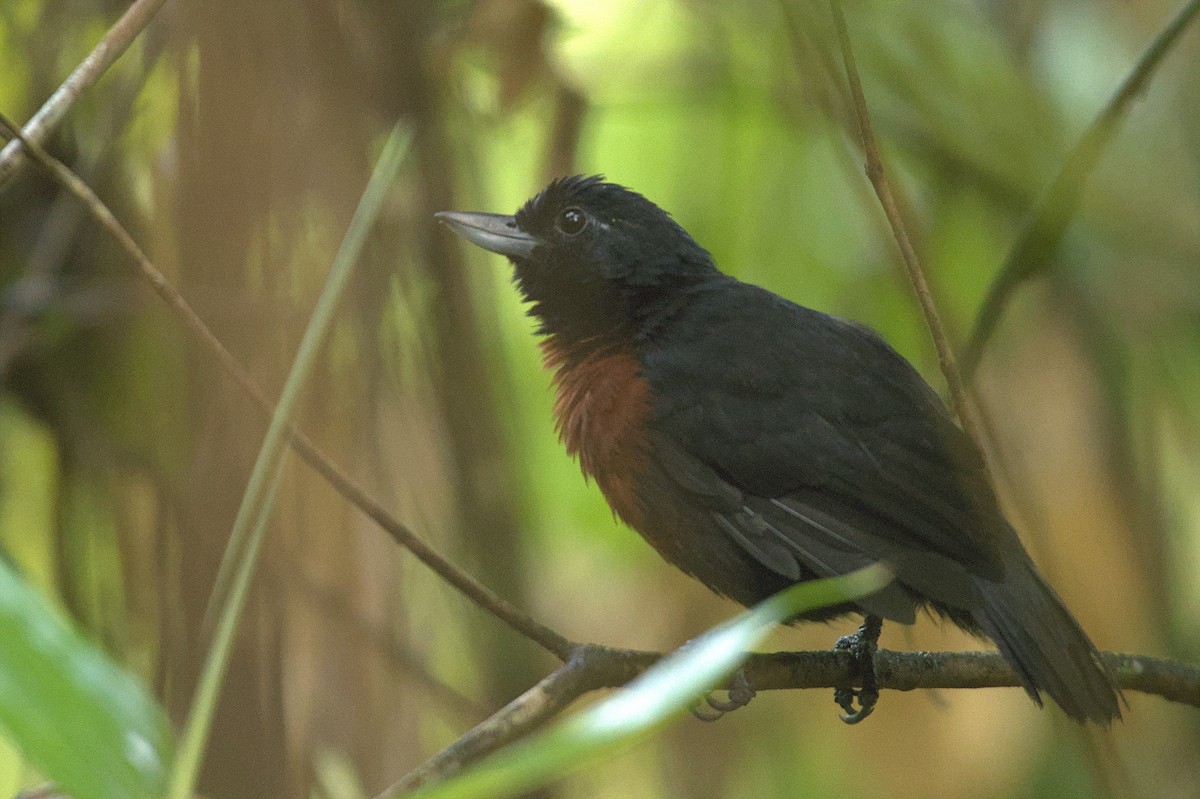 Black Bushbird - ML609051074