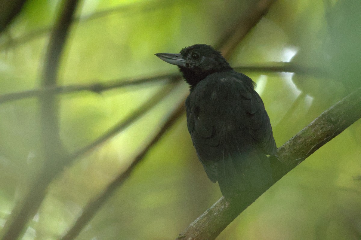 Black Bushbird - ML609051083