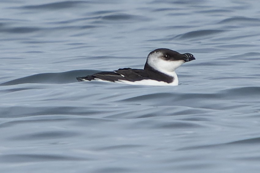 Razorbill - Grant Price