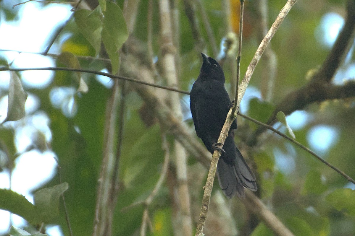 Black Bushbird - ML609051193