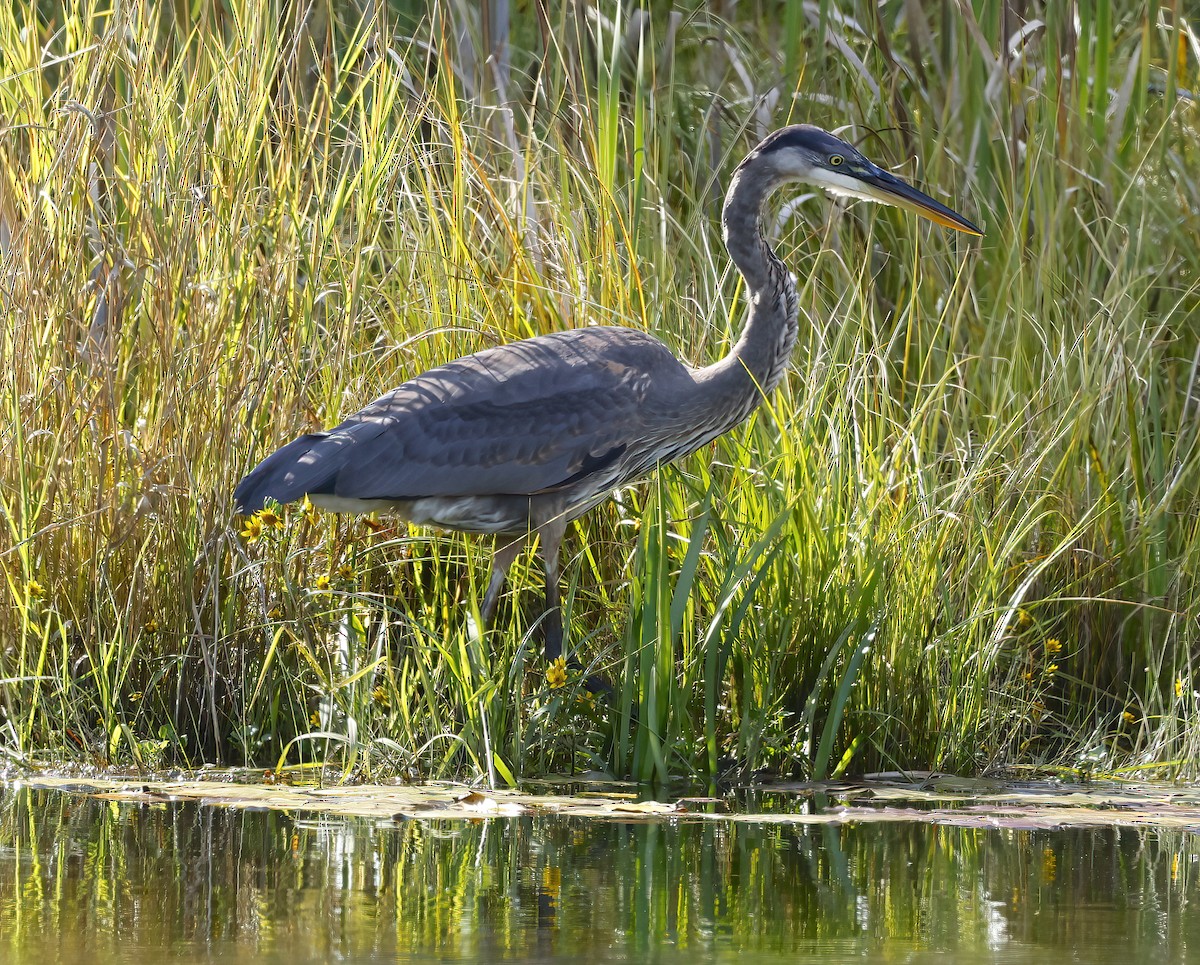 Great Blue Heron - ML609051200