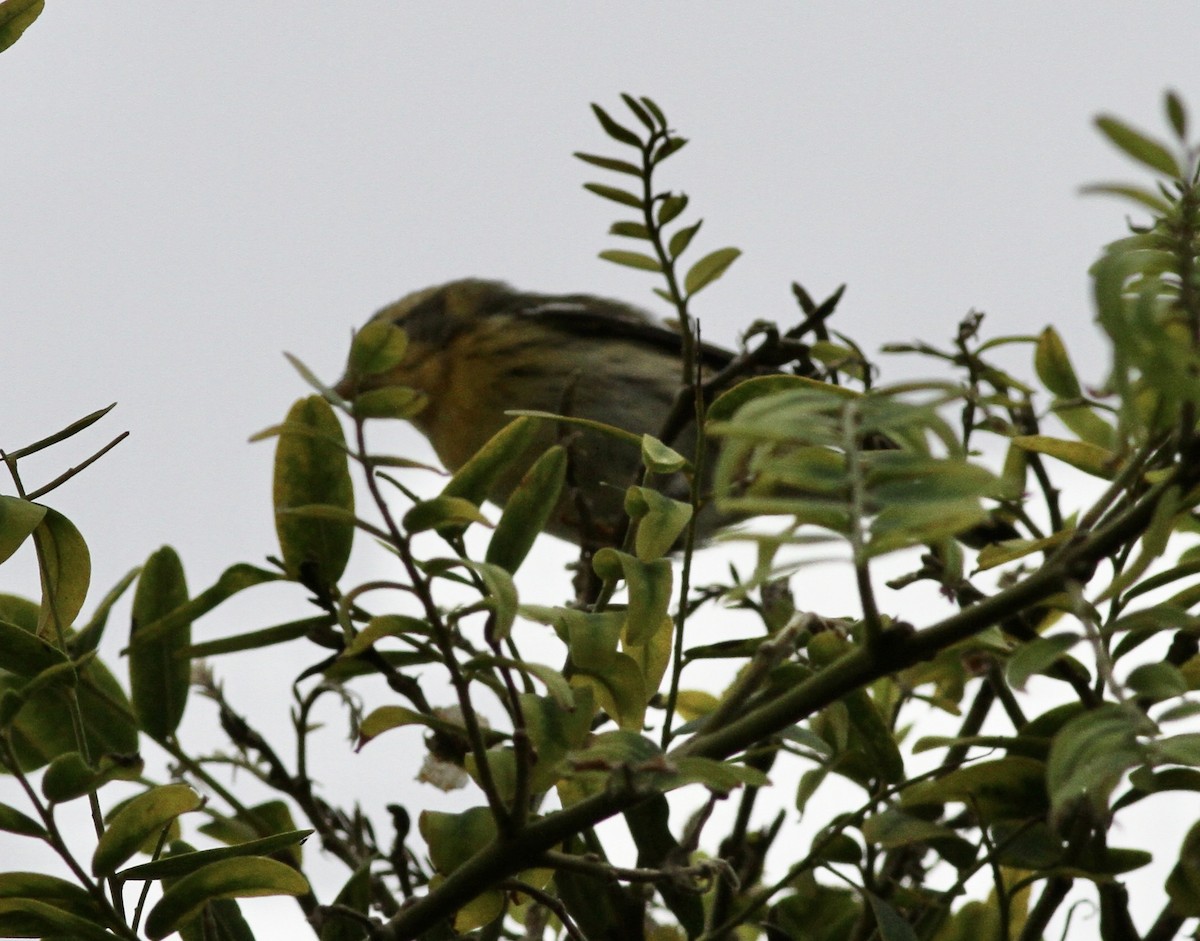 Blackburnian Warbler - ML609051256