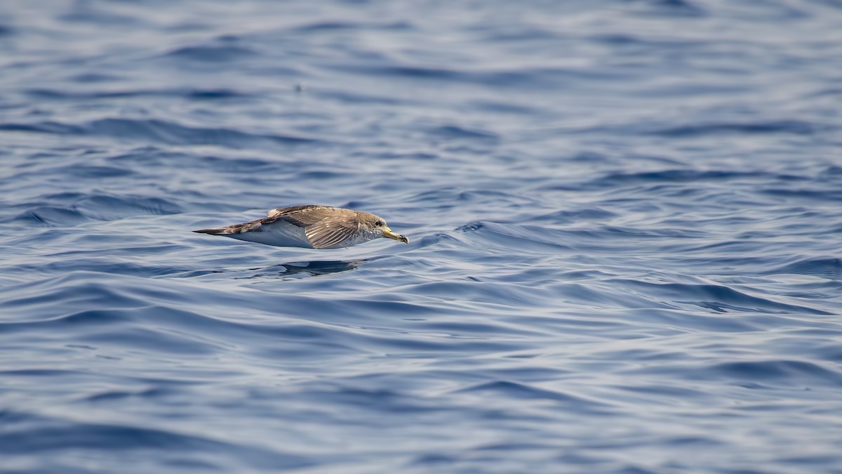 Cory's Shearwater - ML609051368