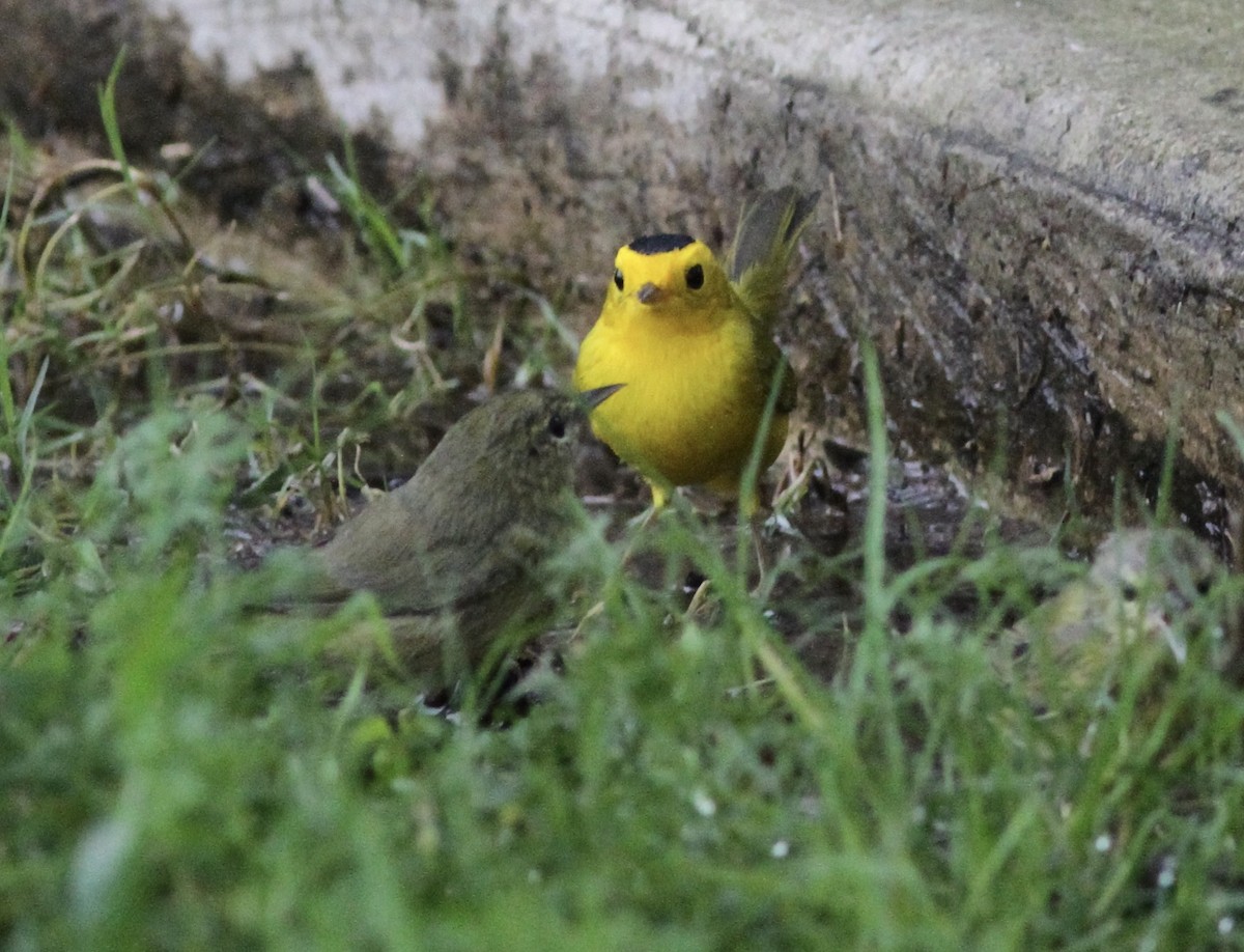 Wilson's Warbler - ML609051377