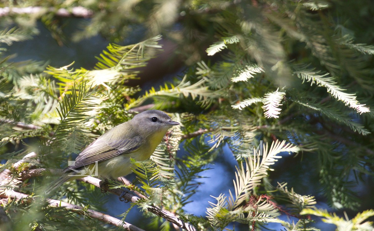 Philadelphia Vireo - ML609051471