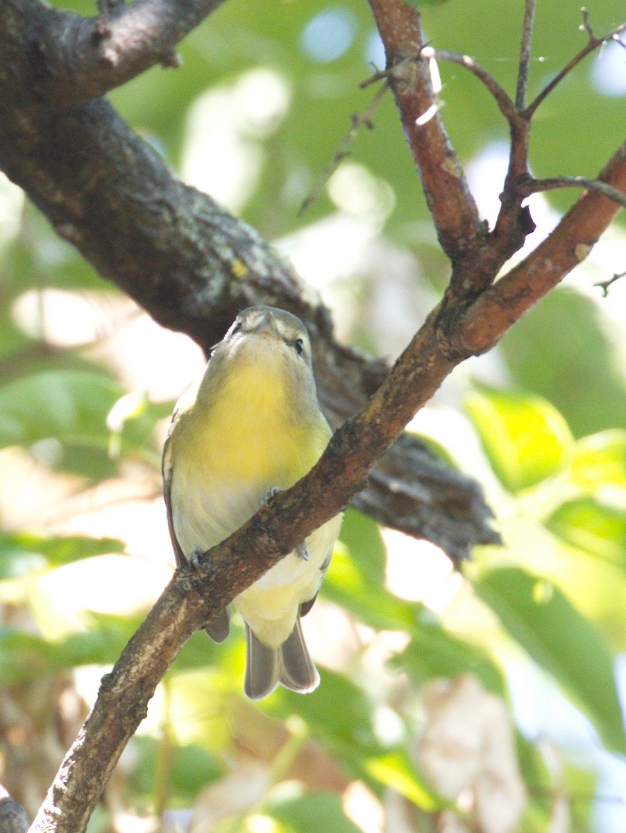 Philadelphia Vireo - ML609051474