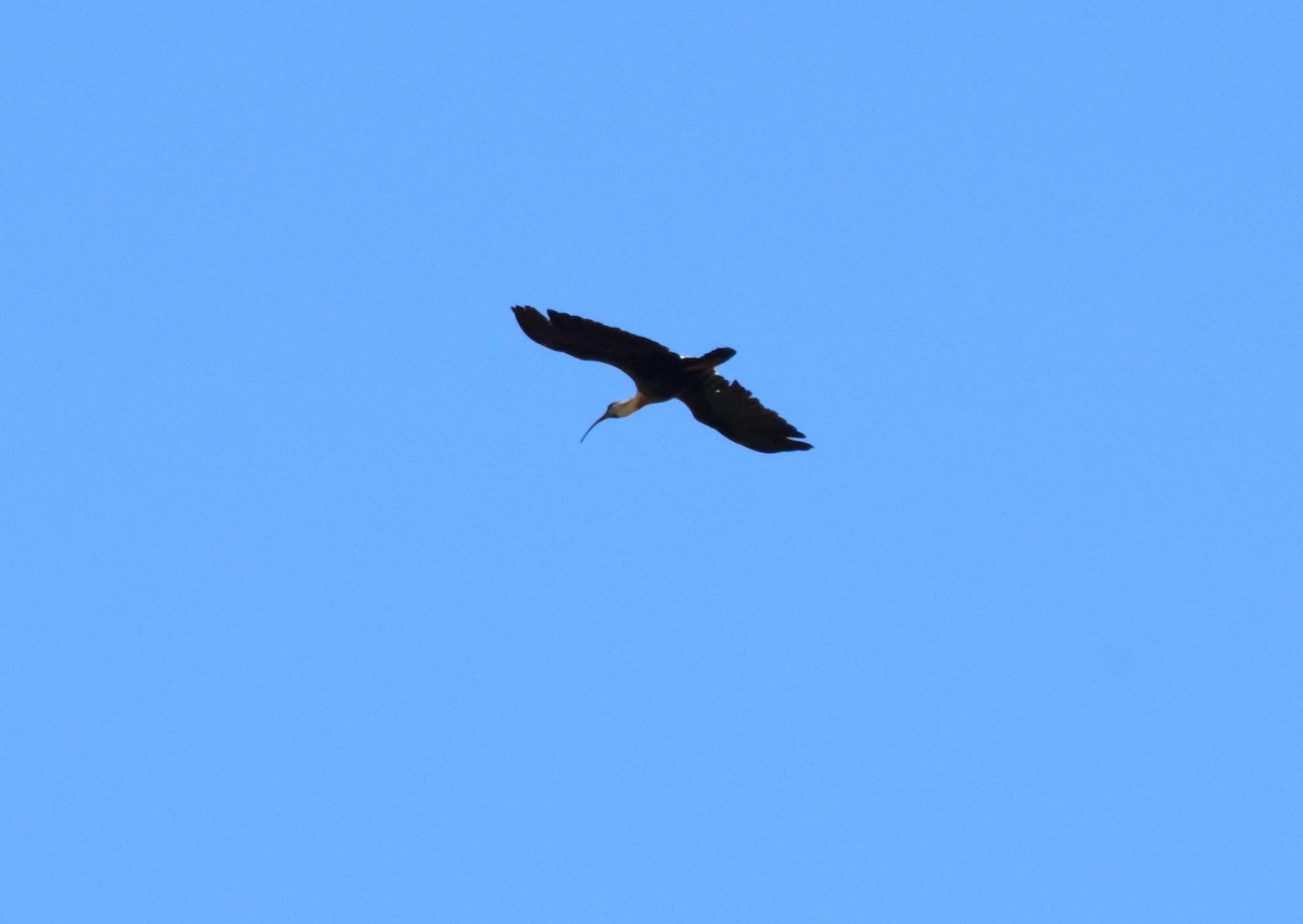 Buff-necked Ibis - ML609051573