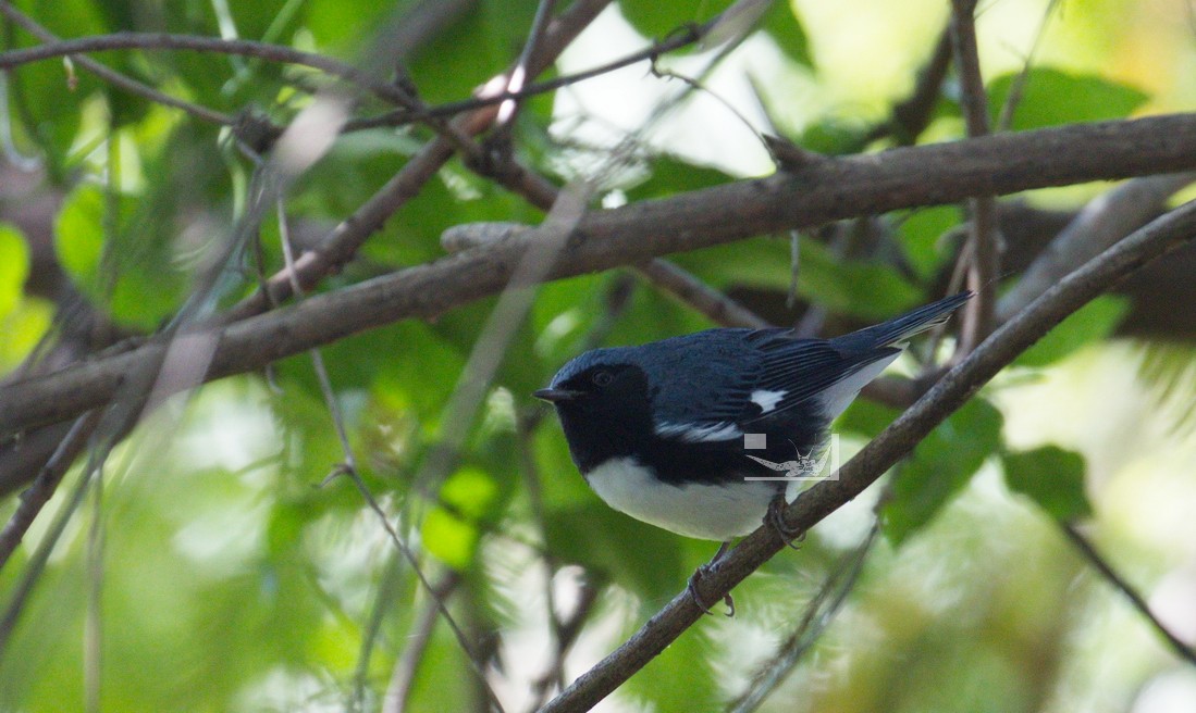 Black-throated Blue Warbler - ML609051575