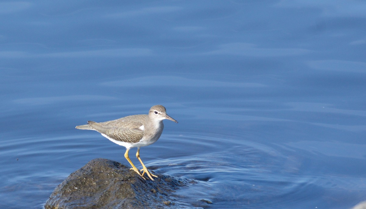 Spotted Sandpiper - ML609051607