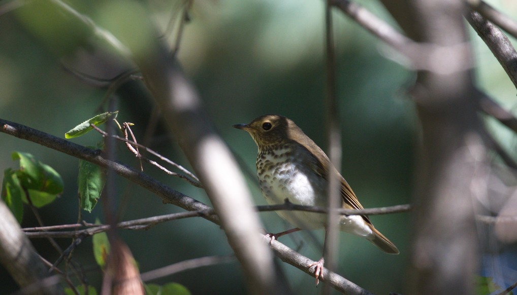 Swainson's Thrush - ML609051630