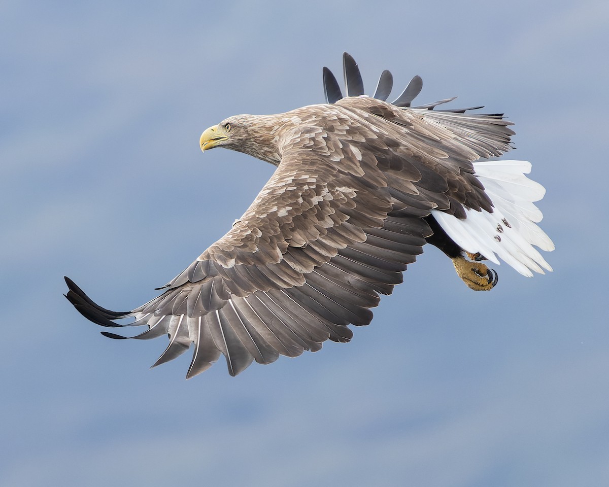 White-tailed Eagle - Grant Price