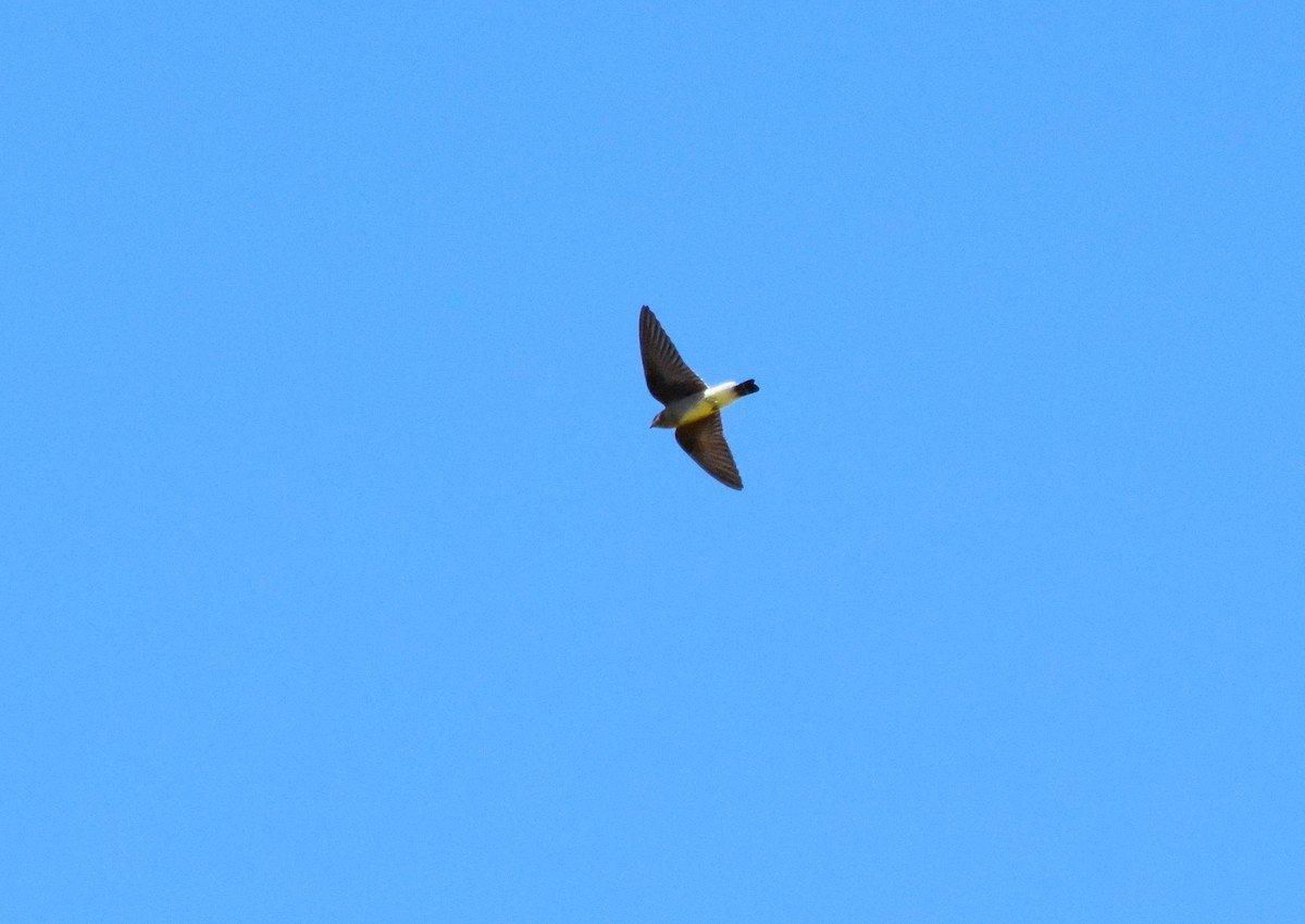 Southern Rough-winged Swallow - ML609051741