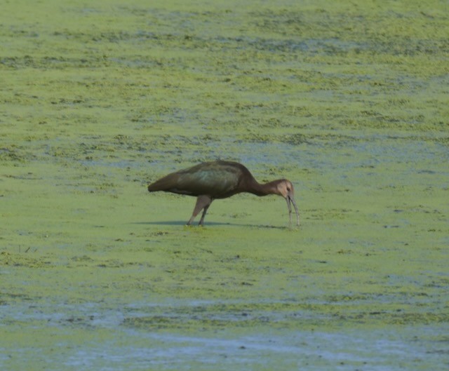 Glossy/White-faced Ibis - ML609051760