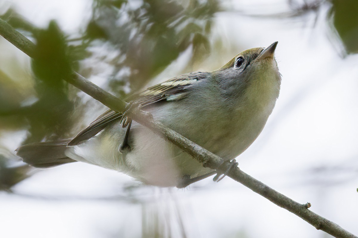 Chestnut-sided Warbler - ML609051803