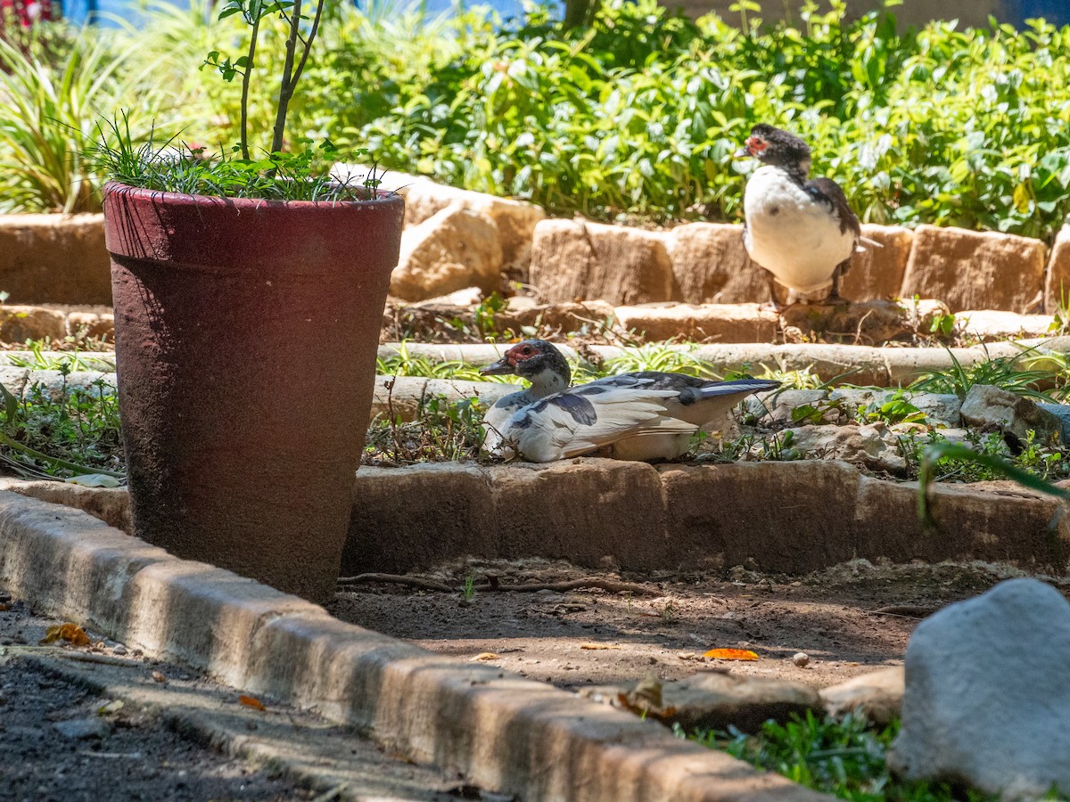 Muscovy Duck (Domestic type) - ML609051804