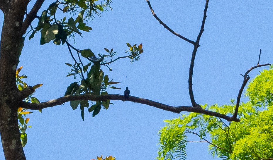 Swallow-tailed Hummingbird - ML609051810