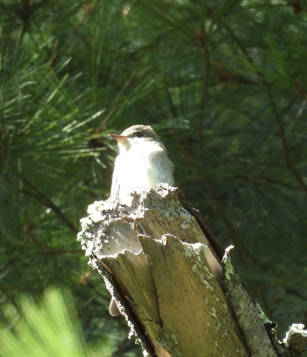 Eastern Wood-Pewee - Sally Avery