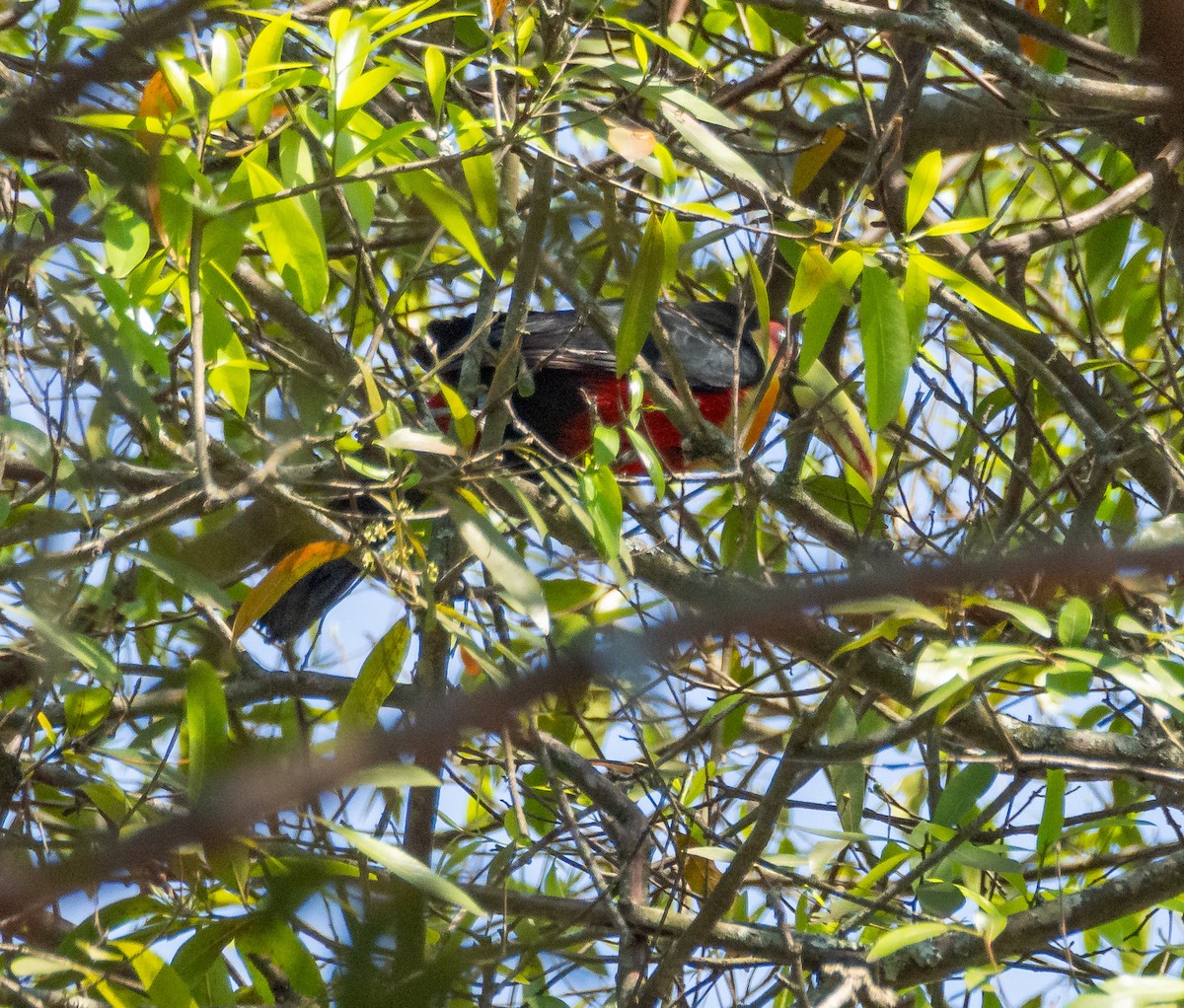 Red-breasted Toucan - ML609051825