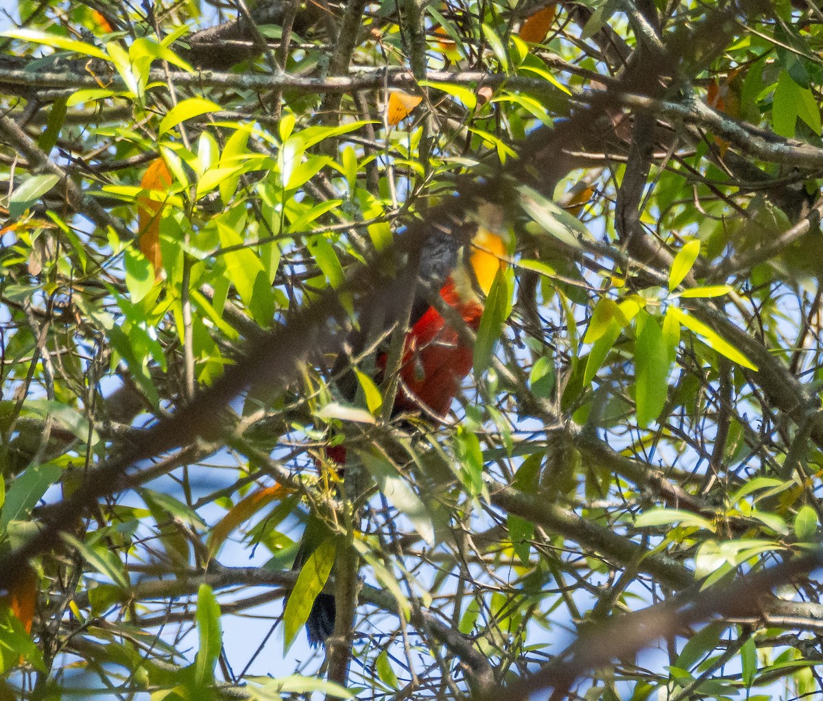 Red-breasted Toucan - ML609051826