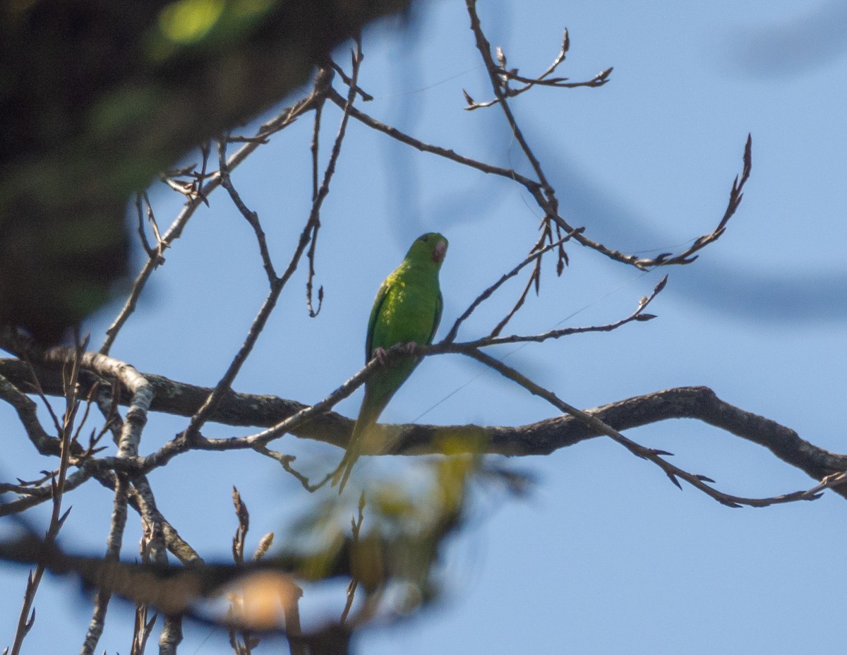 Plain Parakeet - ML609051834