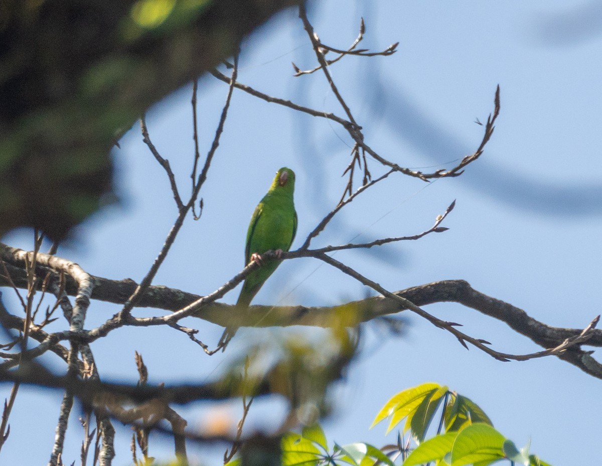 Plain Parakeet - ML609051835