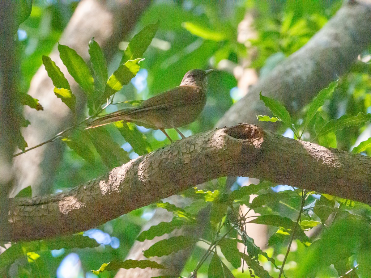 Pale-breasted Thrush - ML609051852