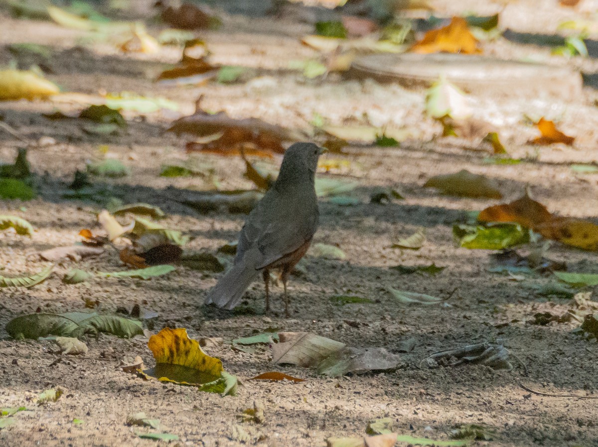 Rufous-bellied Thrush - ML609051858