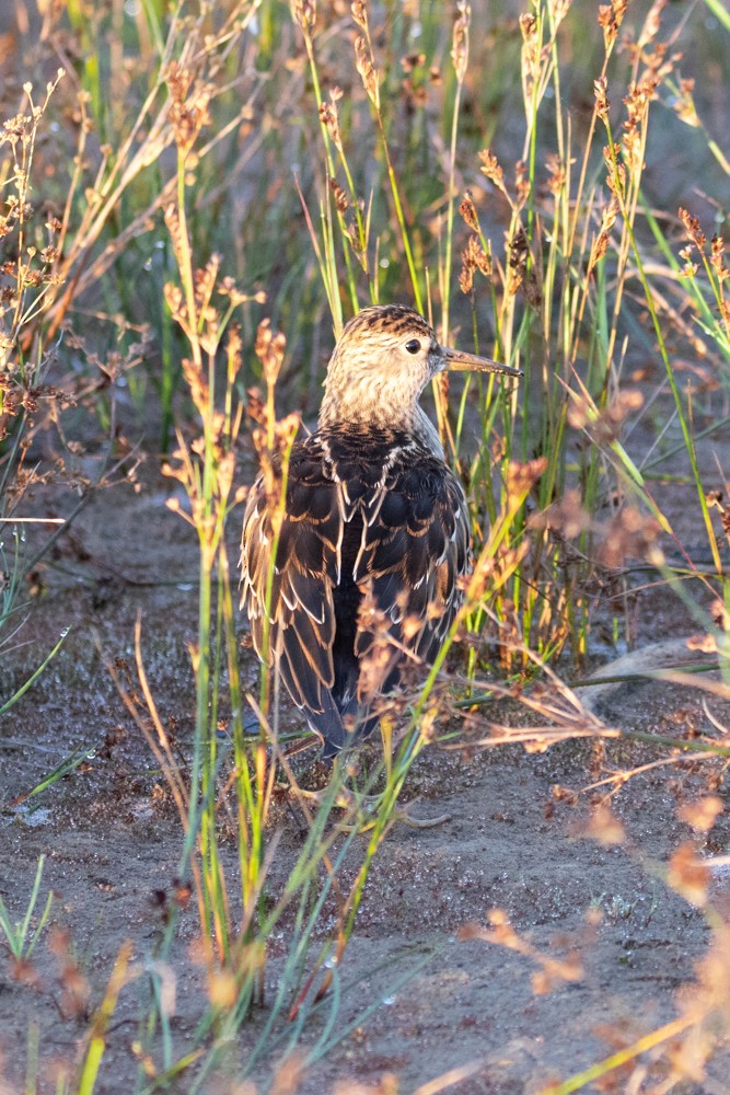 Graubrust-Strandläufer - ML609051942