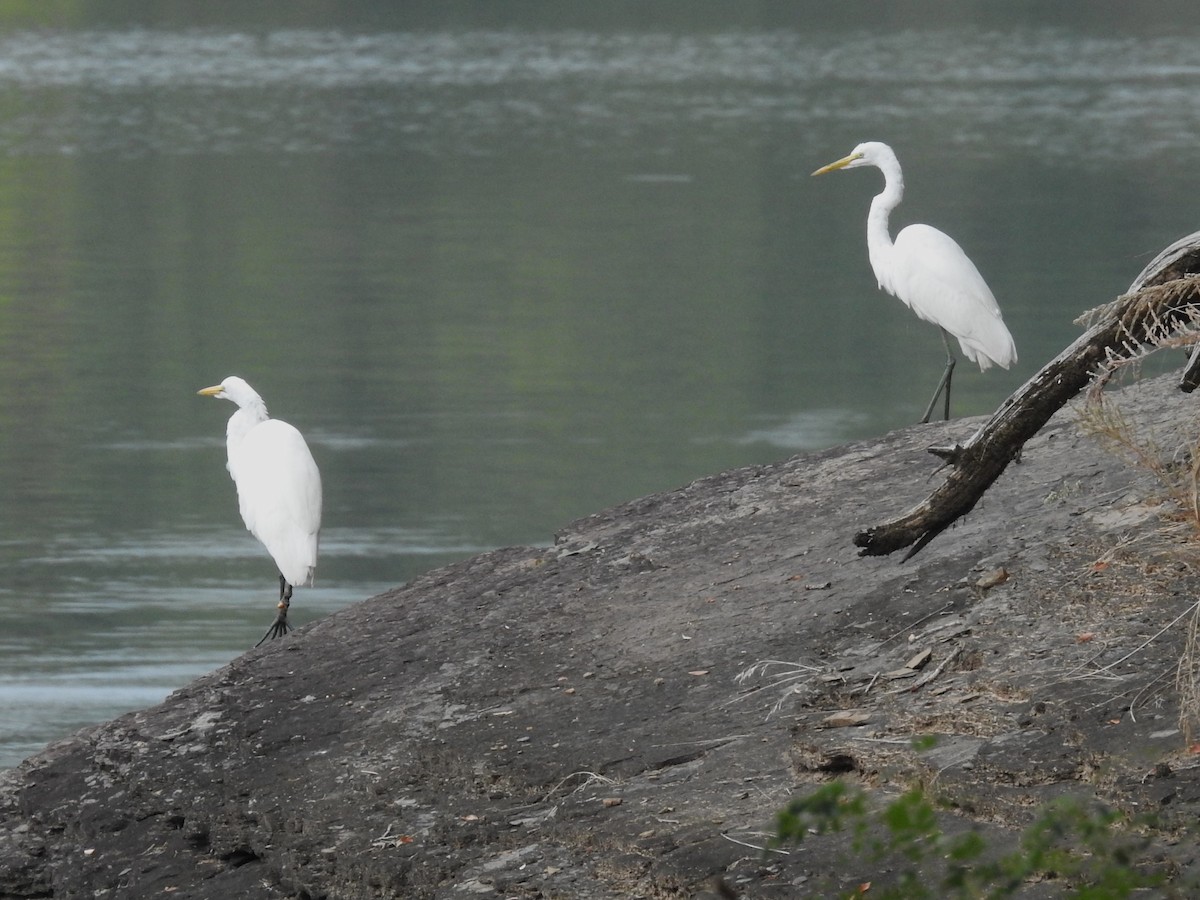 Цасч дэглий - ML609051952