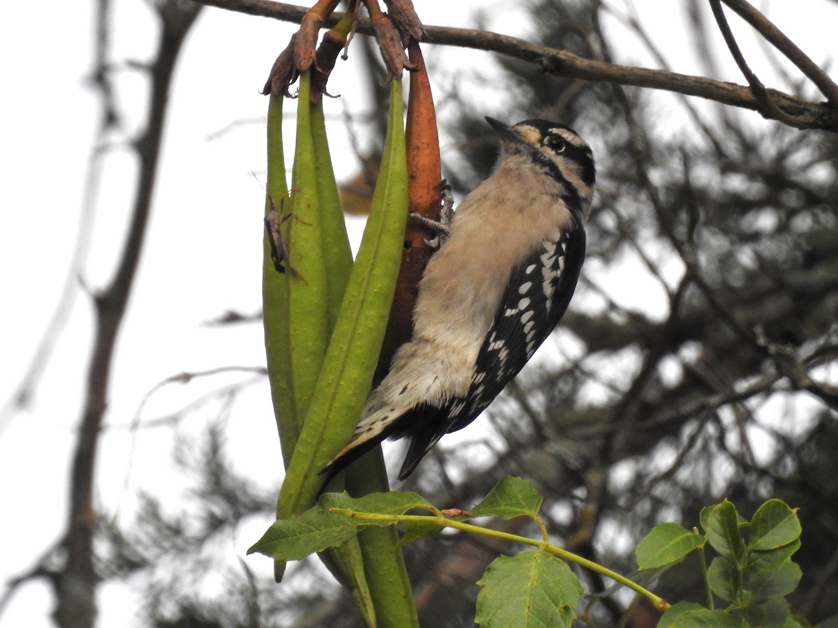 Downy Woodpecker - ML609051958