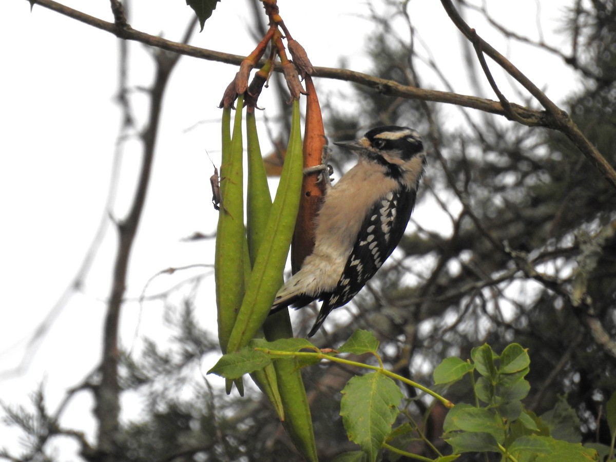 Downy Woodpecker - ML609051959