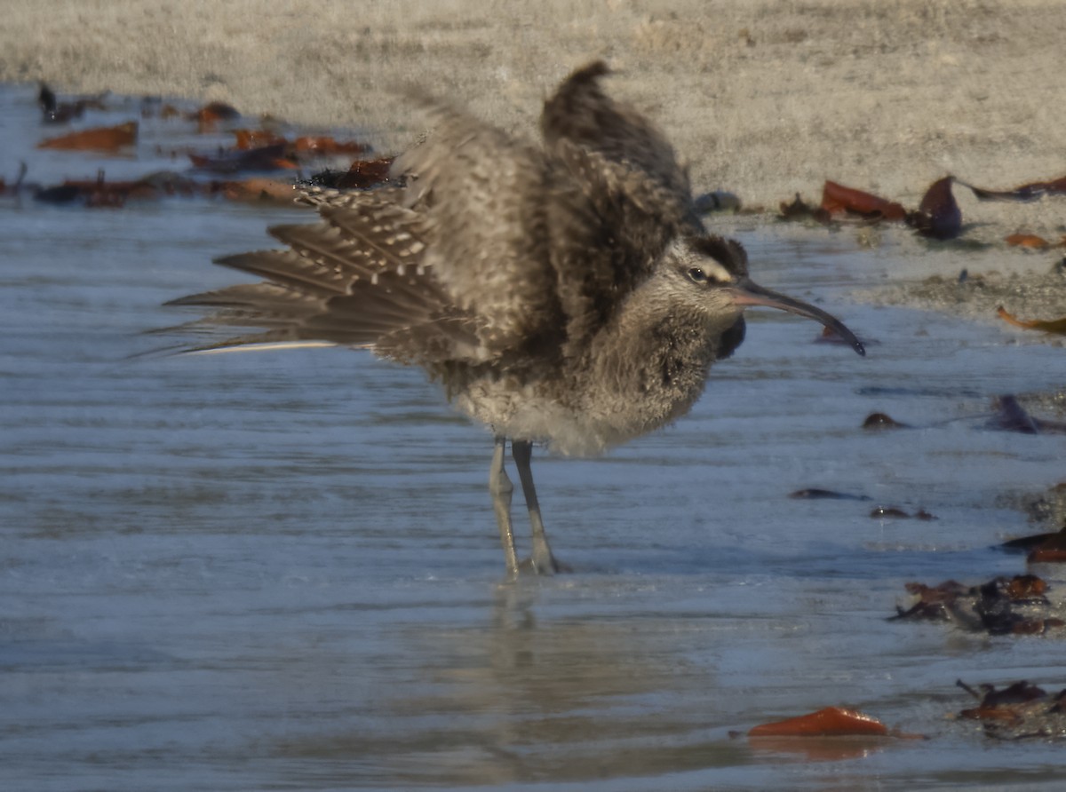 Whimbrel - ML609051965