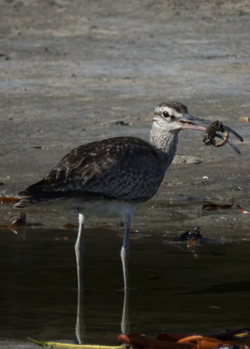 Regenbrachvogel - ML609051967