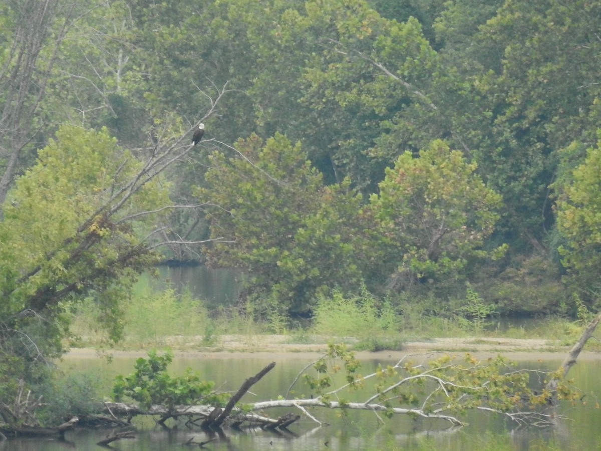 Bald Eagle - ML609051968