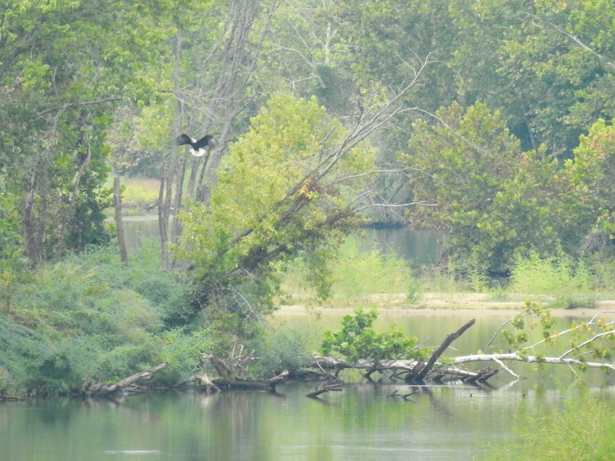 Bald Eagle - ML609051969