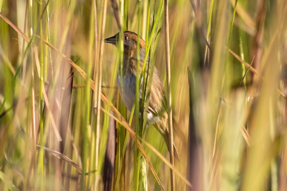 Nelson's Sparrow - Denis Corbeil