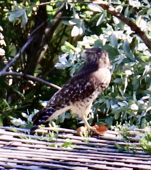 Red-shouldered Hawk - ML609052071