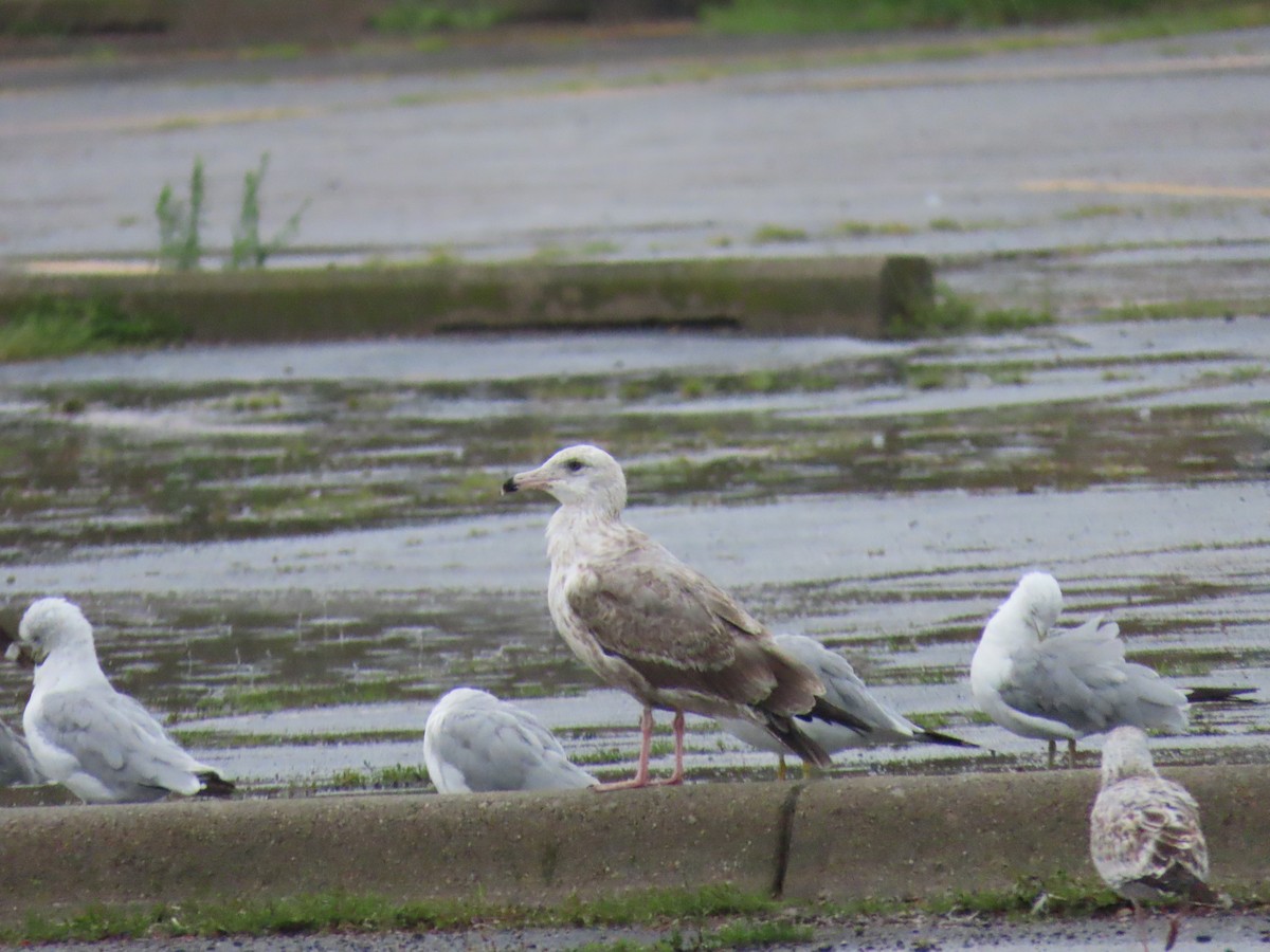 Ring-billed Gull - ML609052074