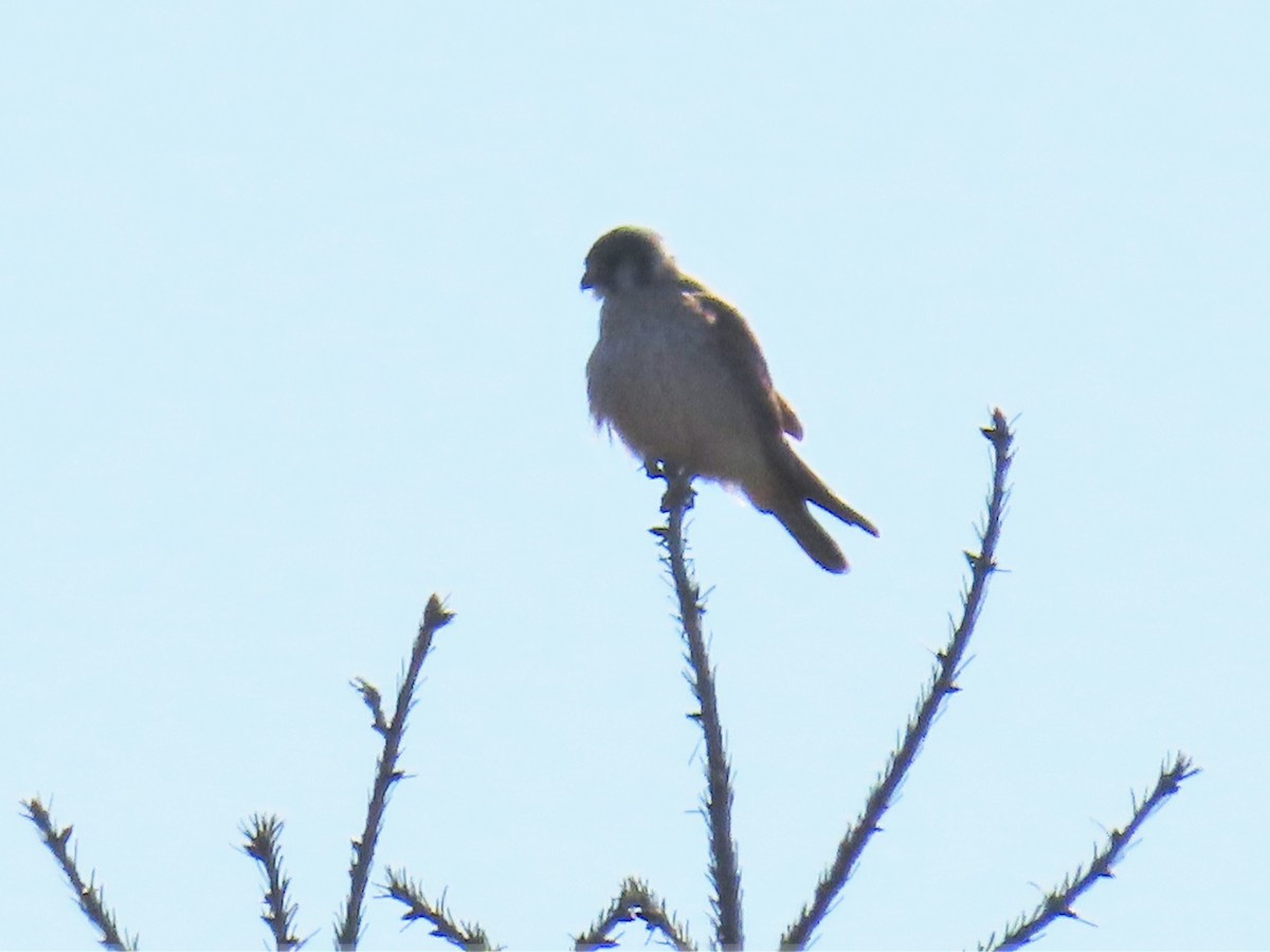 American Kestrel - ML609052093