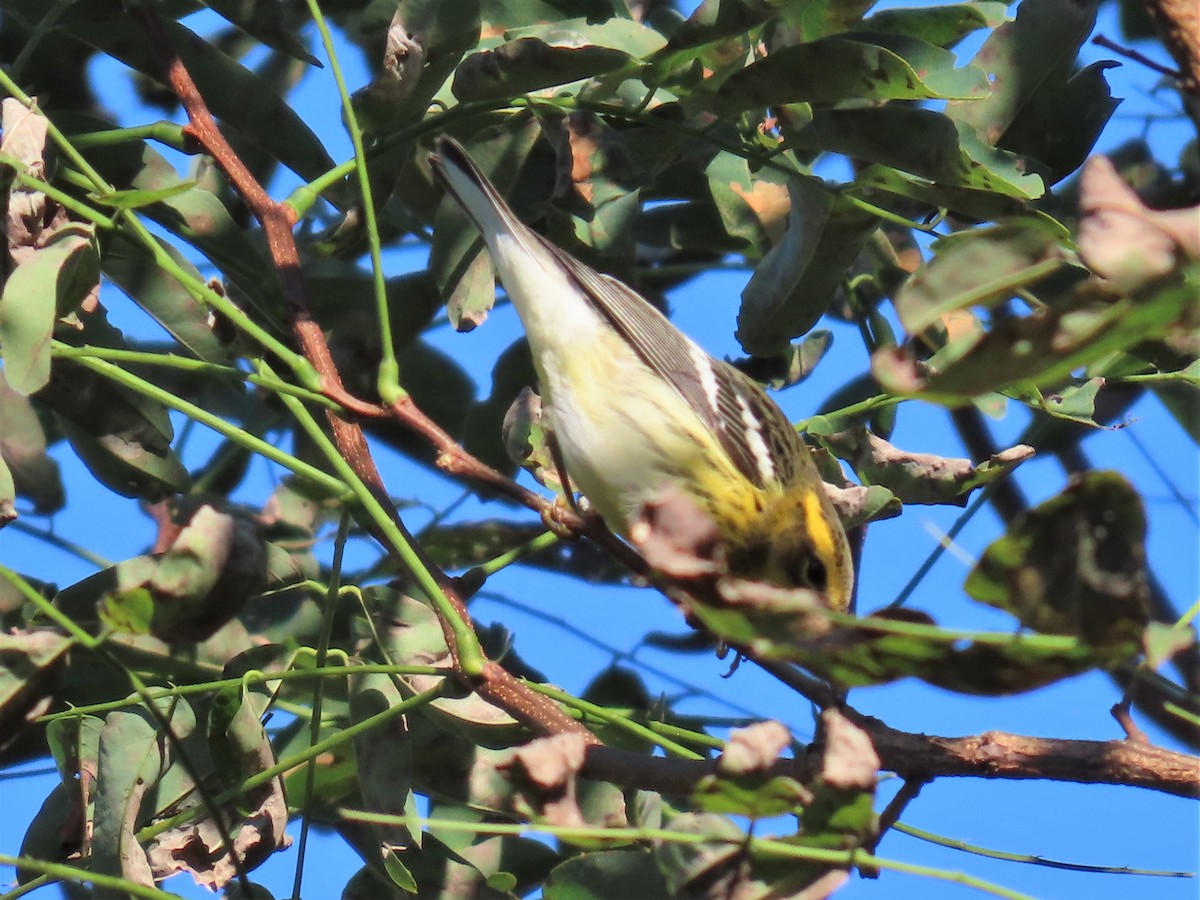 Blackburnian Warbler - ML609052106