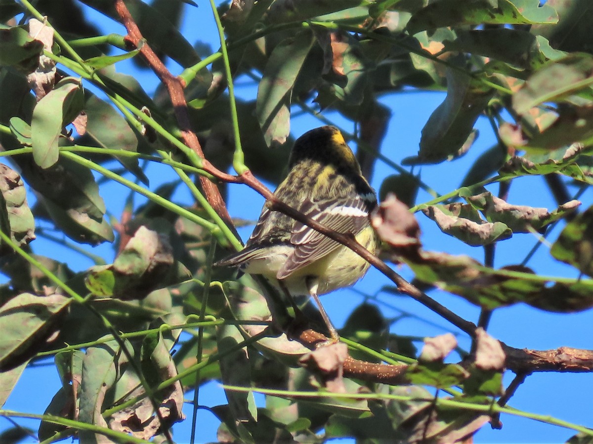 Blackburnian Warbler - ML609052107