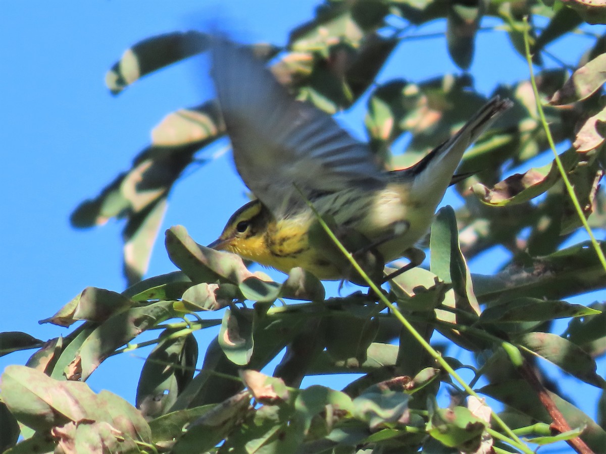 Blackburnian Warbler - ML609052108
