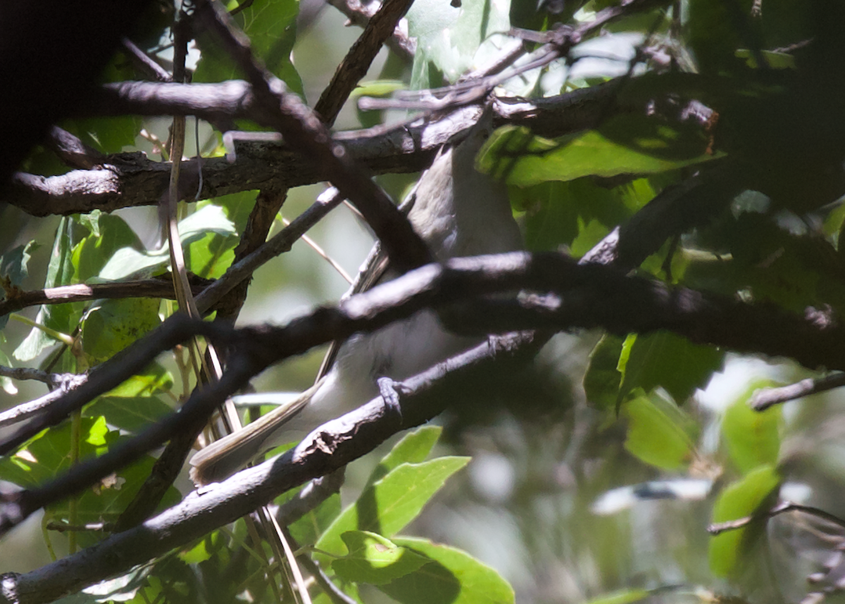 Red-eyed Vireo - ML609052350