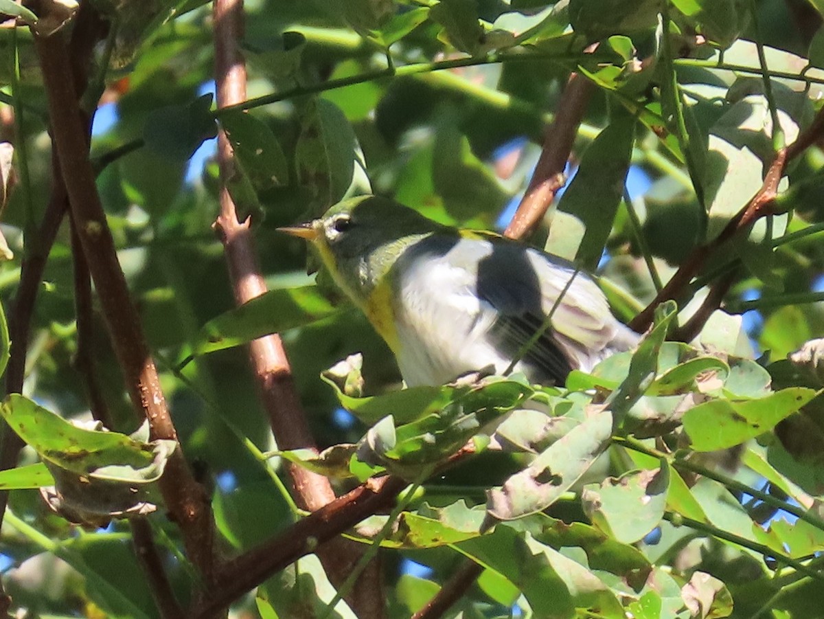 Northern Parula - ML609052388